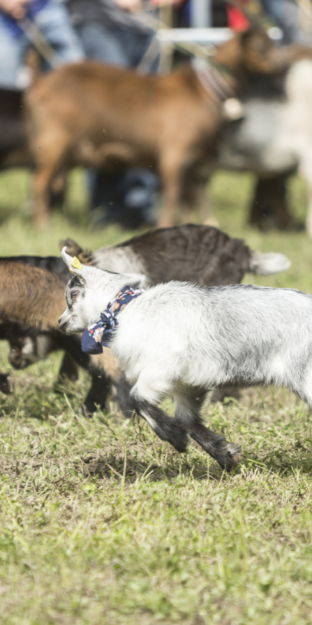 Agrischa 2023 Action bei den Geissli 