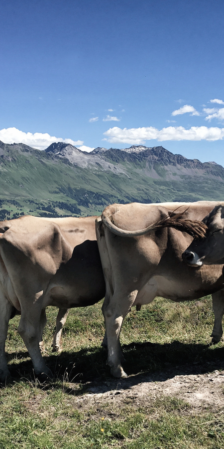 Gruppe von Alpkühen auf Brambrüesch 