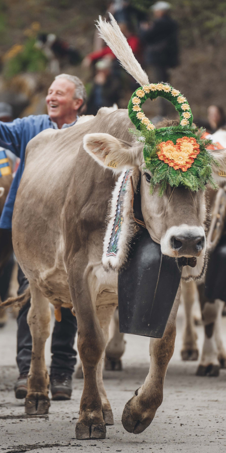 Alpaufzug agrischa 2024 Grüsch