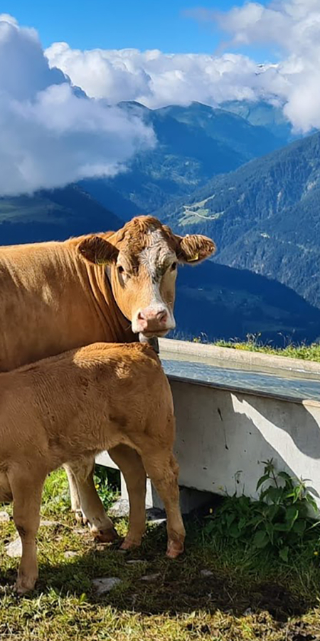 Mutterkuh mit Kalb auf der Alm Mora