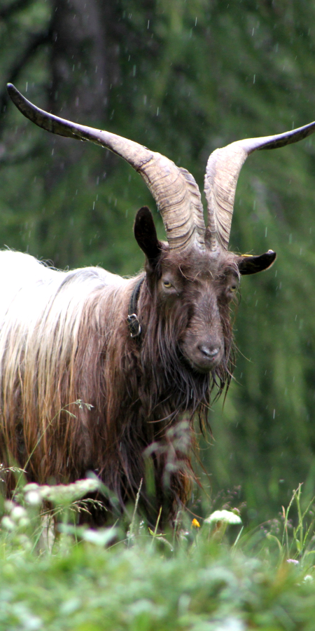 Kupferhalsbock 